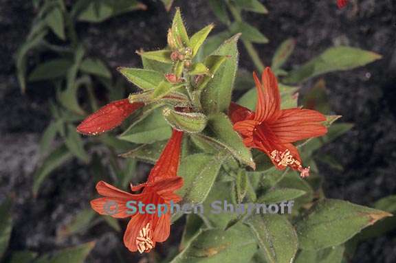 epilobium canum ssp latifolium 3 graphic